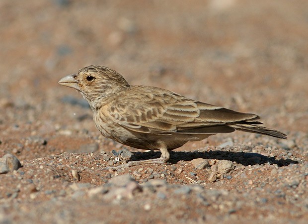 Gray-backed Sparrow-Lark - Aleix Comas