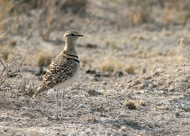 Double-banded Courser - ML205217191