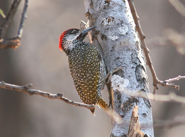 Golden-tailed Woodpecker - Aleix Comas