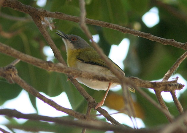 Yellow-breasted Apalis (Yellow-breasted) - Aleix Comas