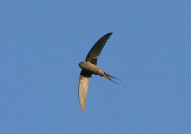 Photos - African Palm Swift - Cypsiurus parvus - Birds of the World