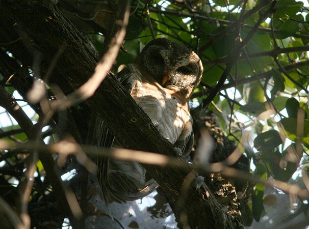 African Wood-Owl - ML205217531