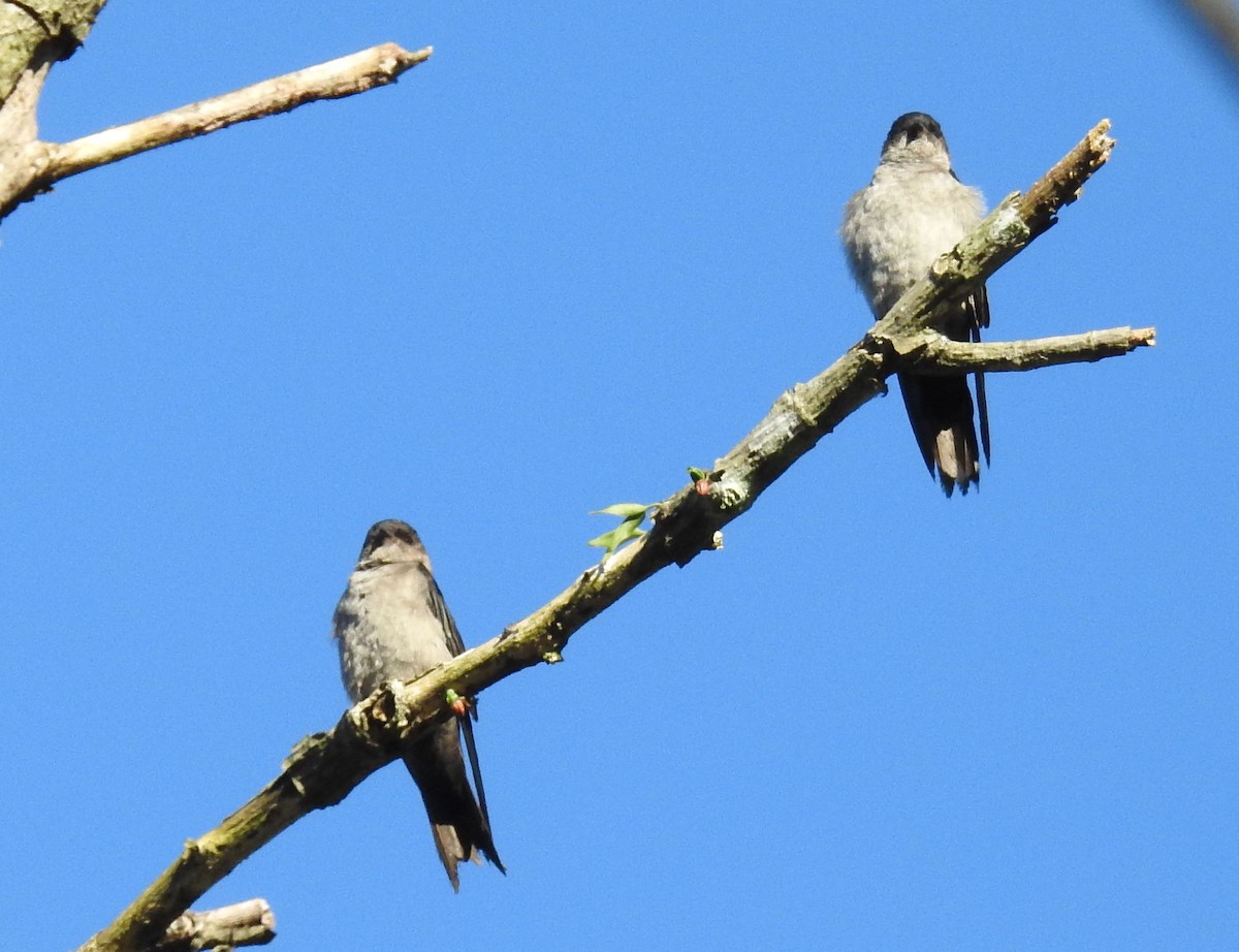 White-thighed Swallow - ML205217551