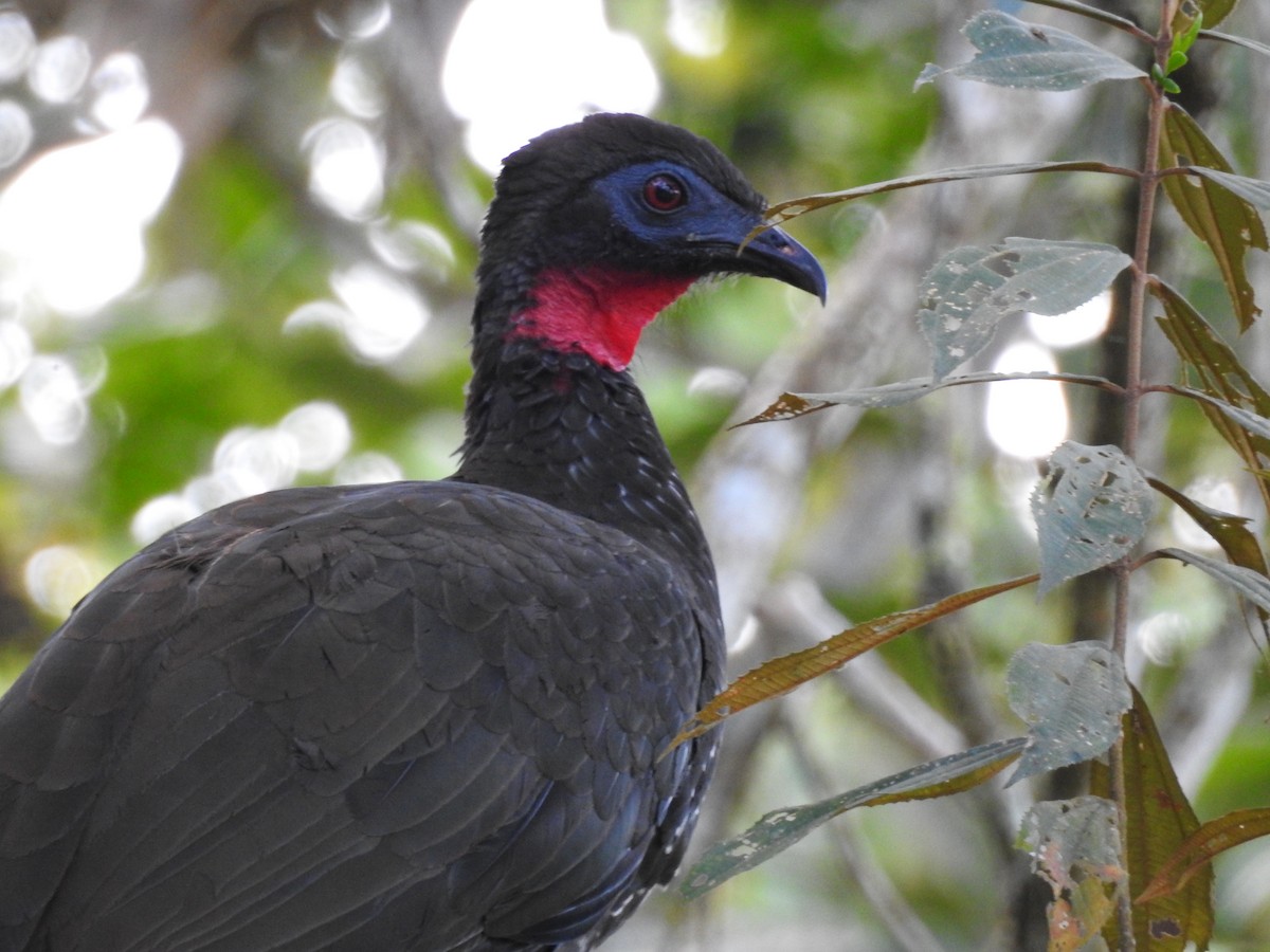 Crested Guan - ML205217591