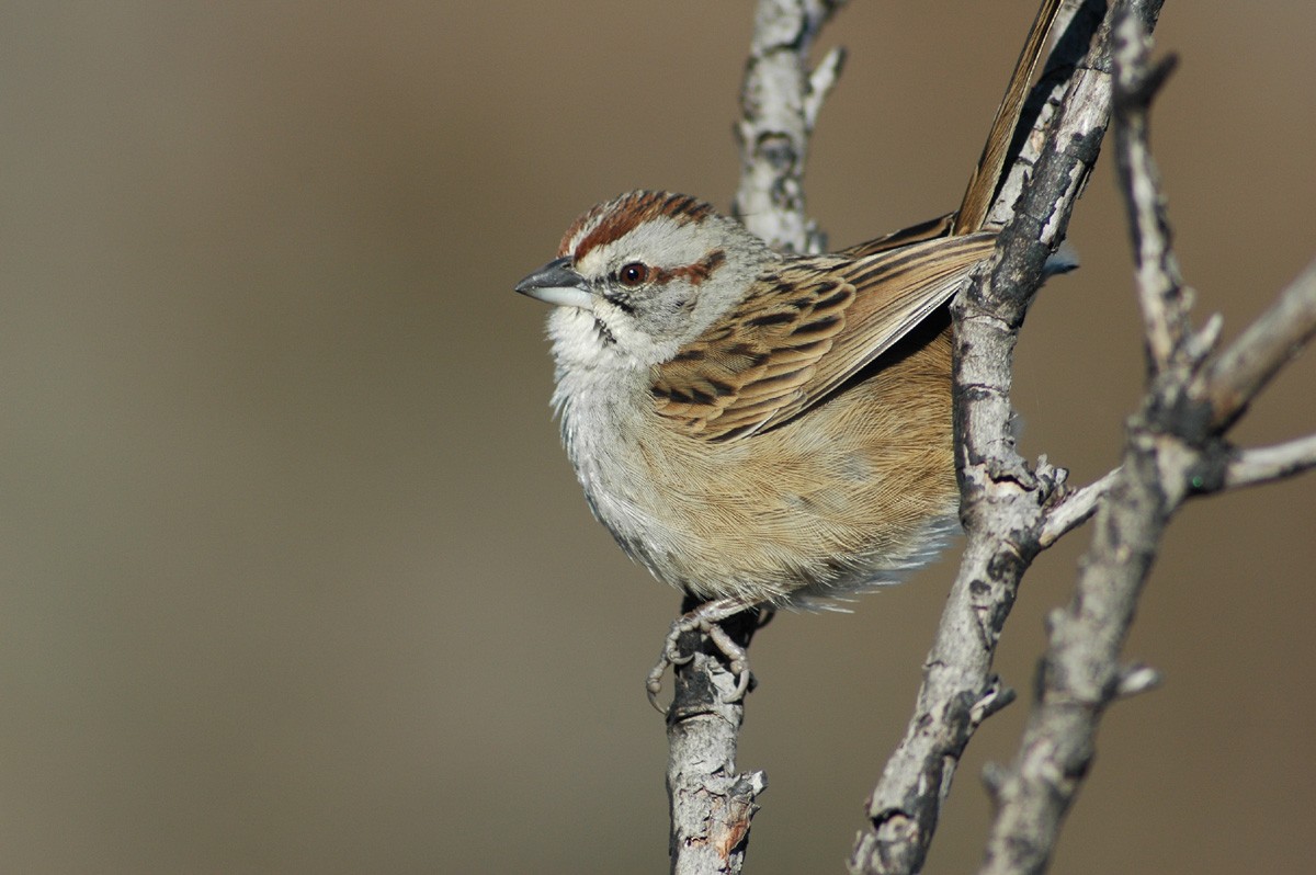 Chaco Sparrow - ML205217981