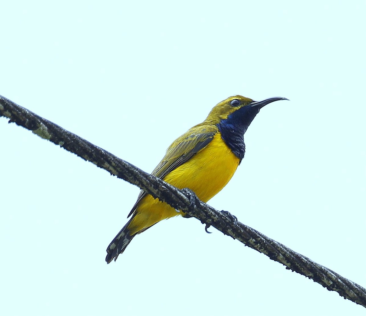 Olive-backed Sunbird (Yellow-faced) - ML205218171