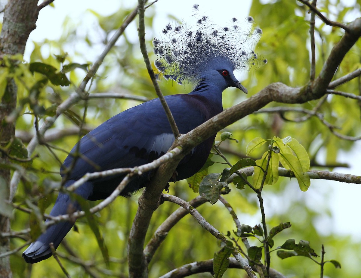 Victoria Crowned-Pigeon - Carmelo López Abad
