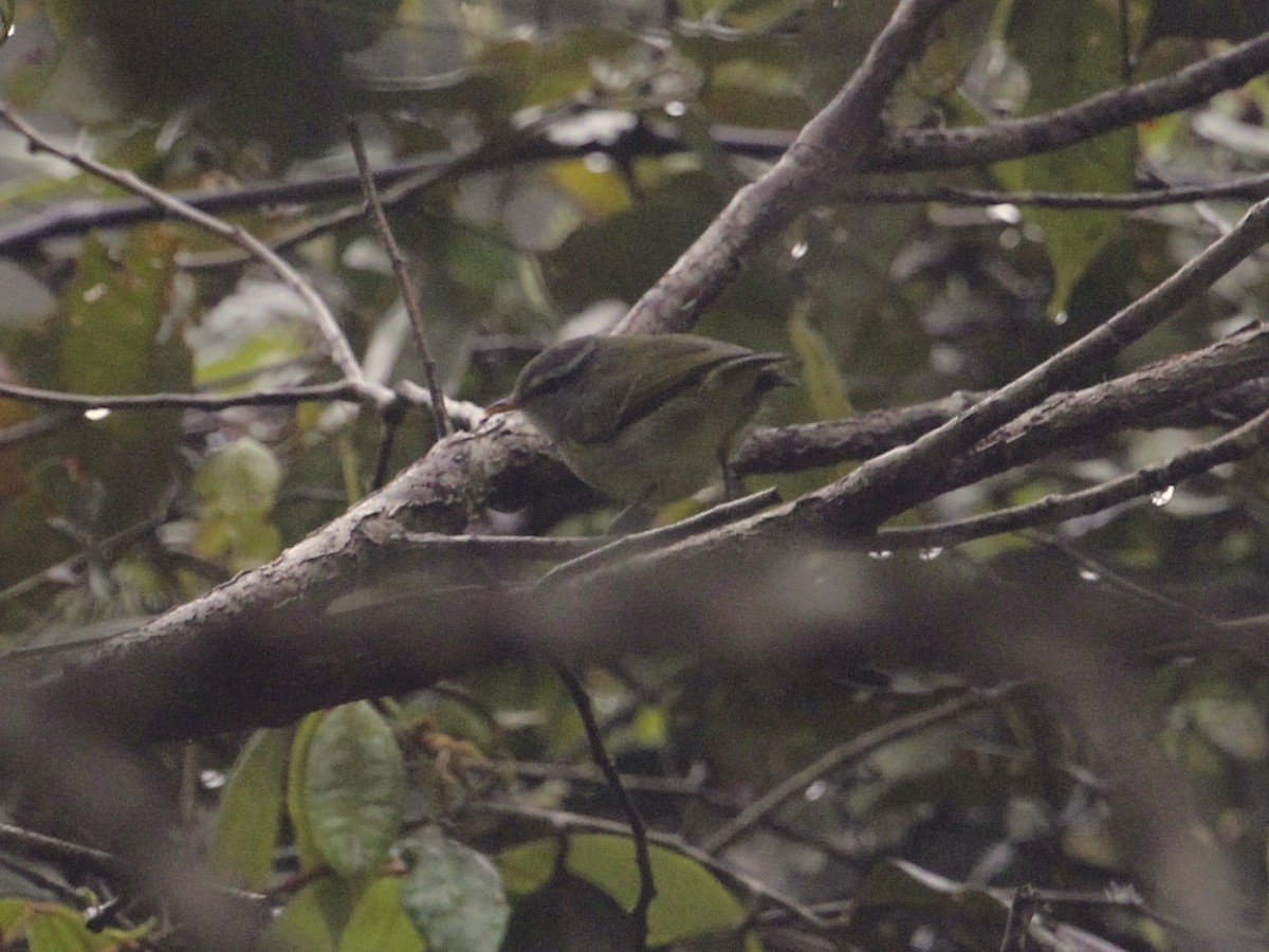 Island Leaf Warbler (New Guinea) - ML205218351
