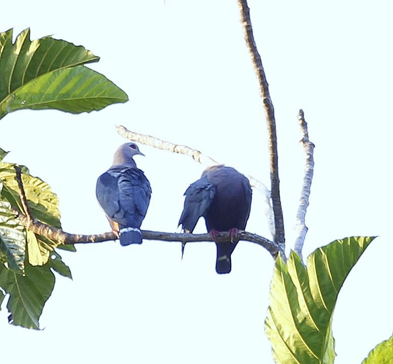 Красноглазый плодовый голубь (pinon/jobiensis) - ML205218411