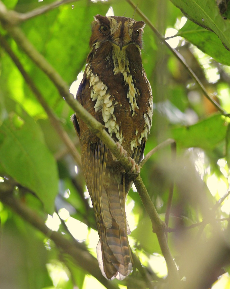 Feline Owlet-nightjar - ML205218421