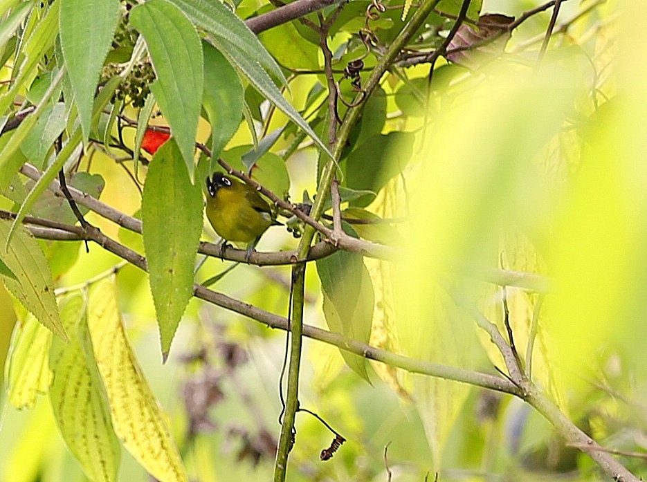 Capped White-eye (Capped) - Carmelo López Abad