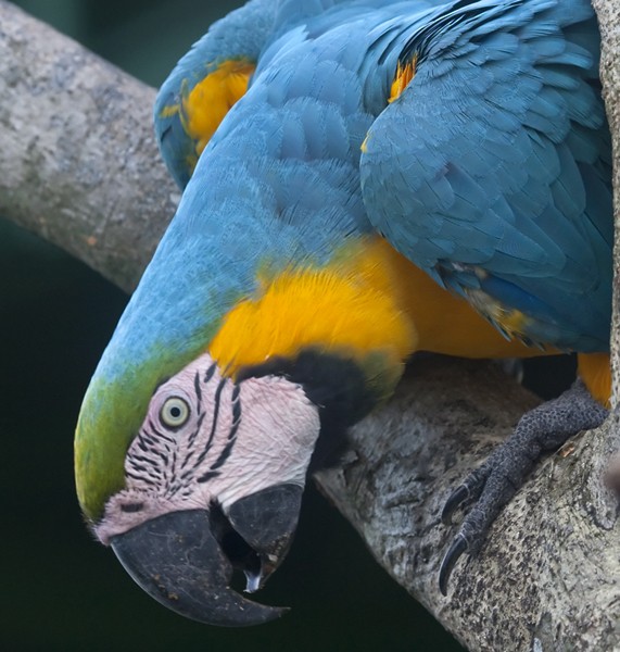 Blue-and-yellow Macaw - Dave Rintoul