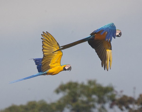 Blue-and-yellow Macaw - Dave Rintoul