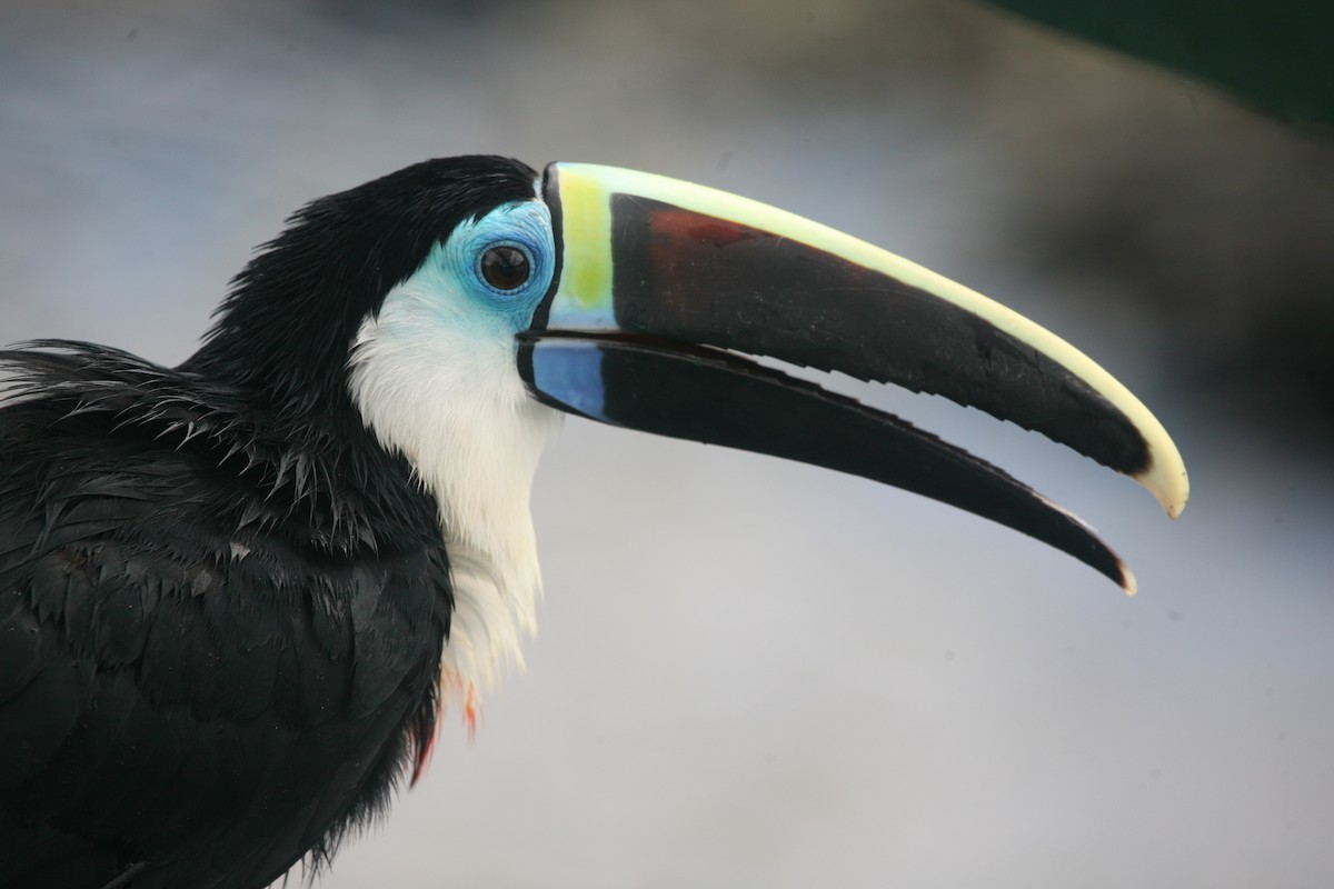 White-throated Toucan (Cuvier's) - ML205218731