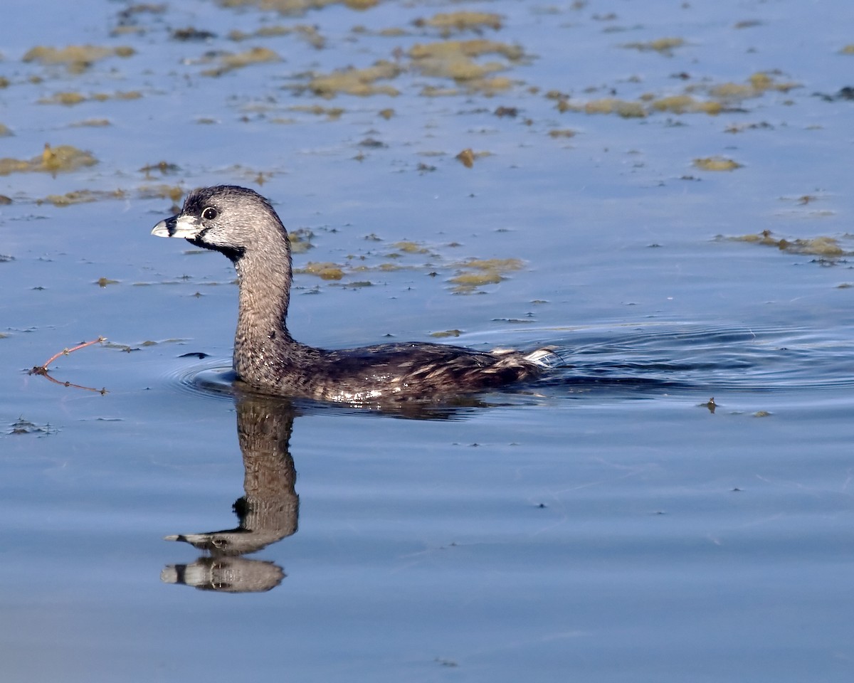 Pied-billed Grebe - Dave Rintoul