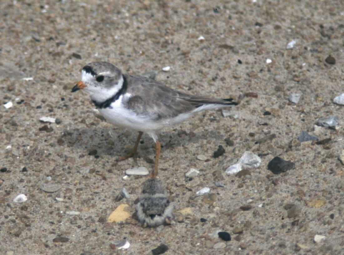 Piping Plover - Dave Rintoul