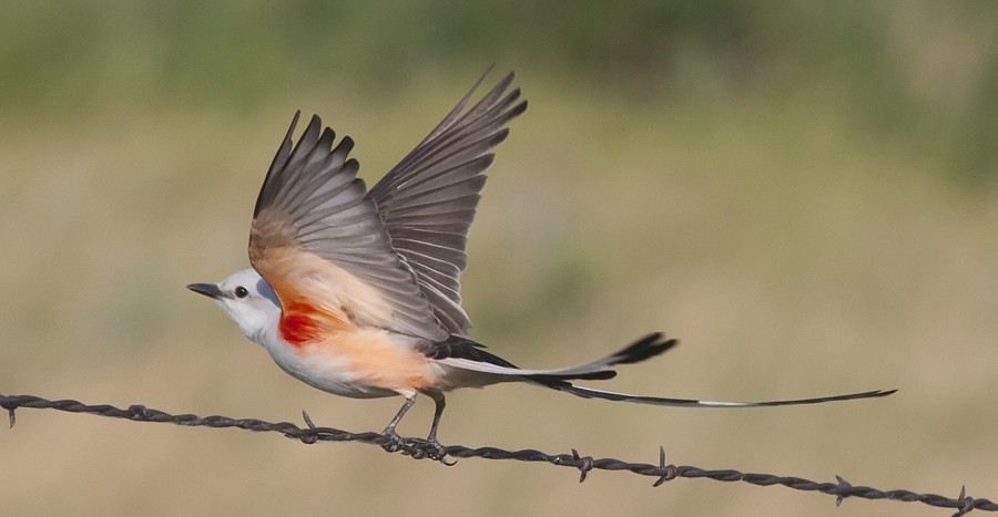 Scissor-tailed Flycatcher - Dave Rintoul