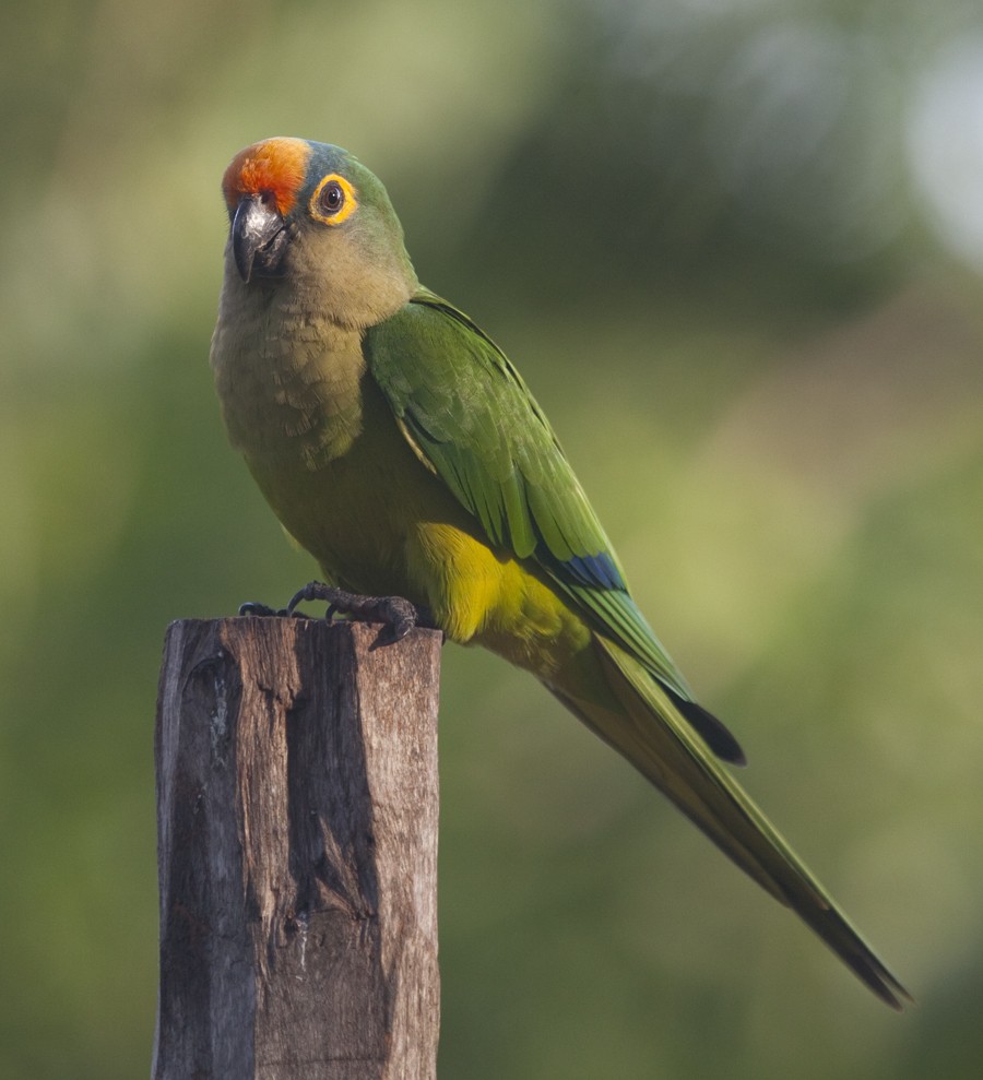 Peach-fronted Parakeet - Dave Rintoul