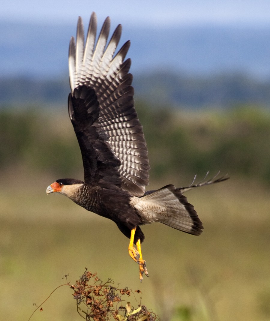 Crested Caracara (Southern) - Dave Rintoul
