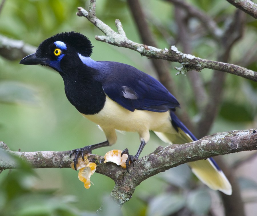 Plush-crested Jay - Dave Rintoul
