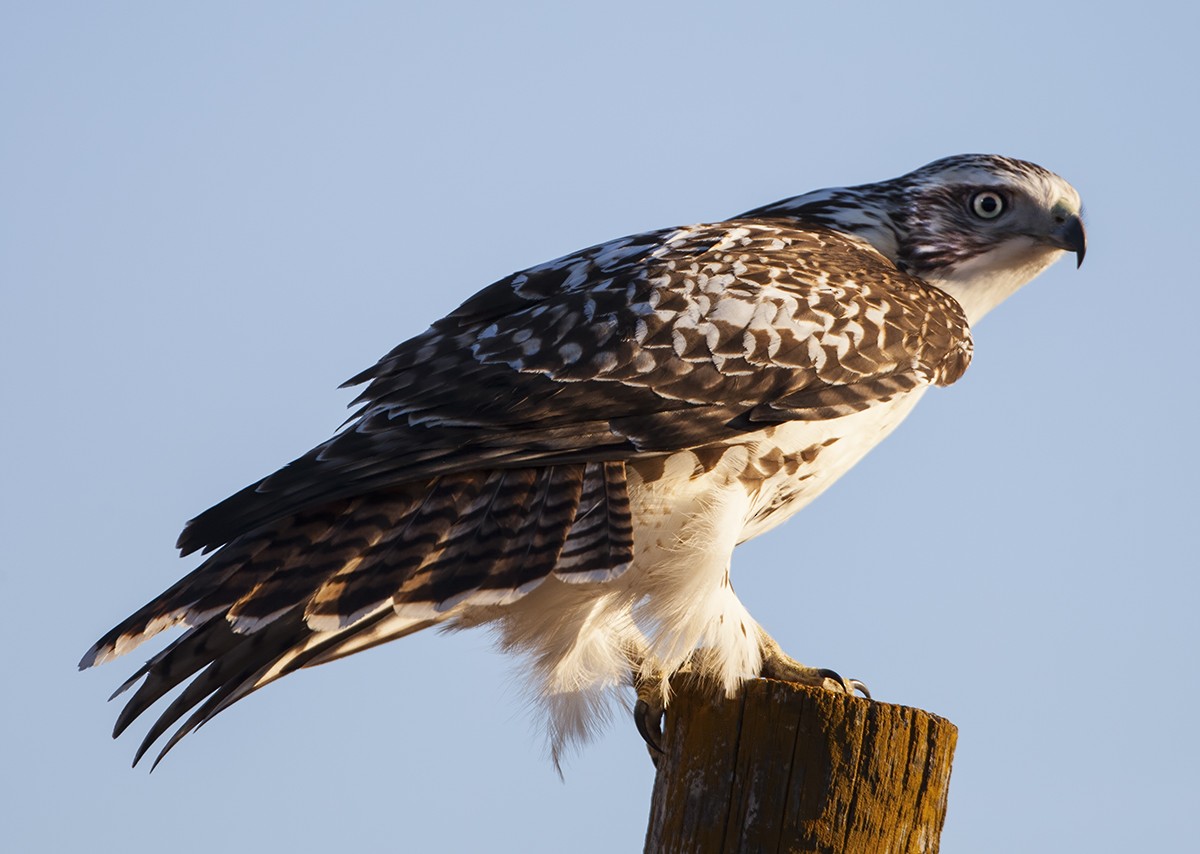 Red-tailed Hawk - Dave Rintoul