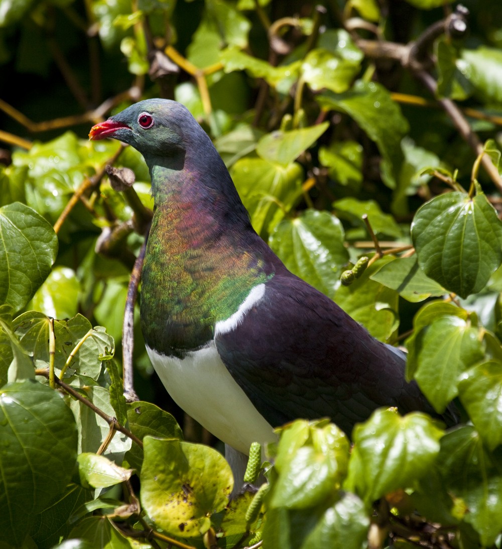 New Zealand Pigeon - ML205219251