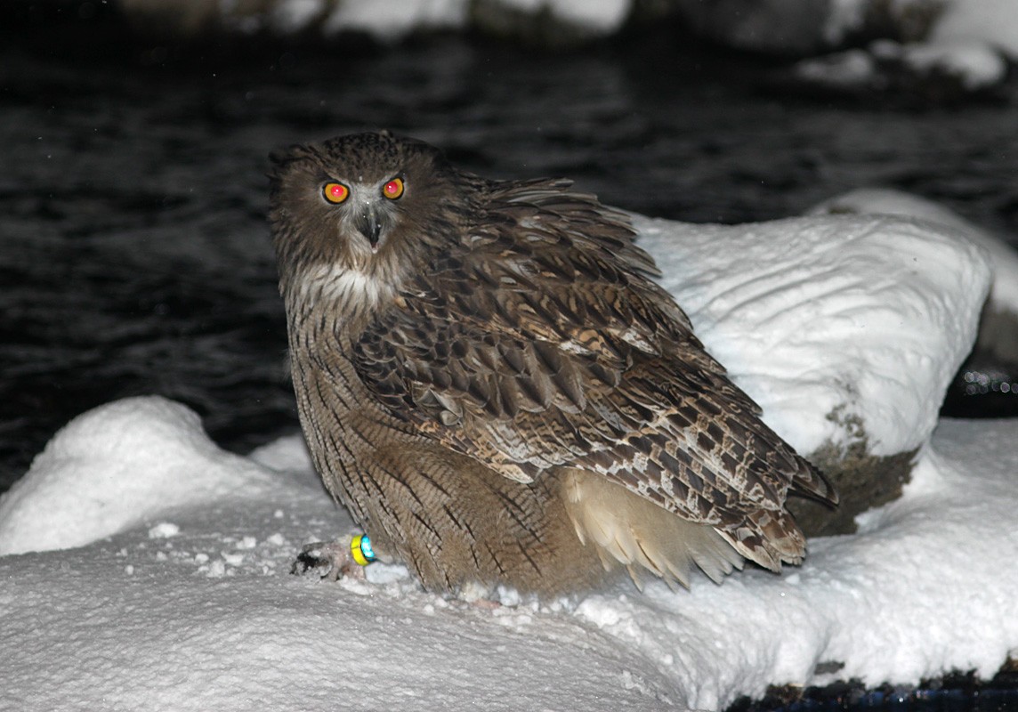 Blakiston's Fish-Owl - Aleix Comas