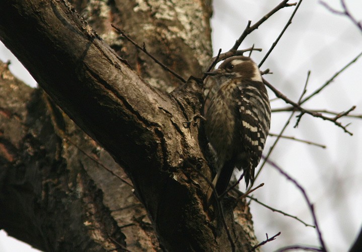 Japanese Pygmy Woodpecker - ML205219651