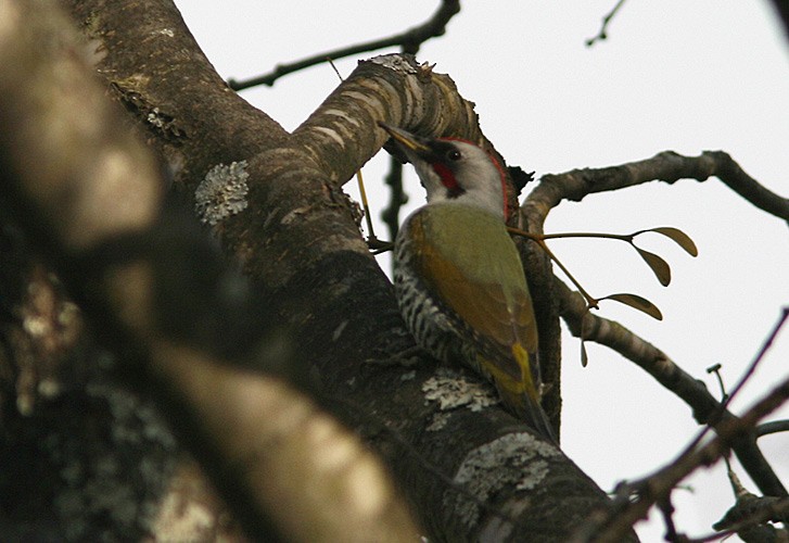 Japanese Woodpecker - Aleix Comas