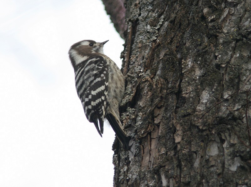 Japanese Pygmy Woodpecker - ML205219671