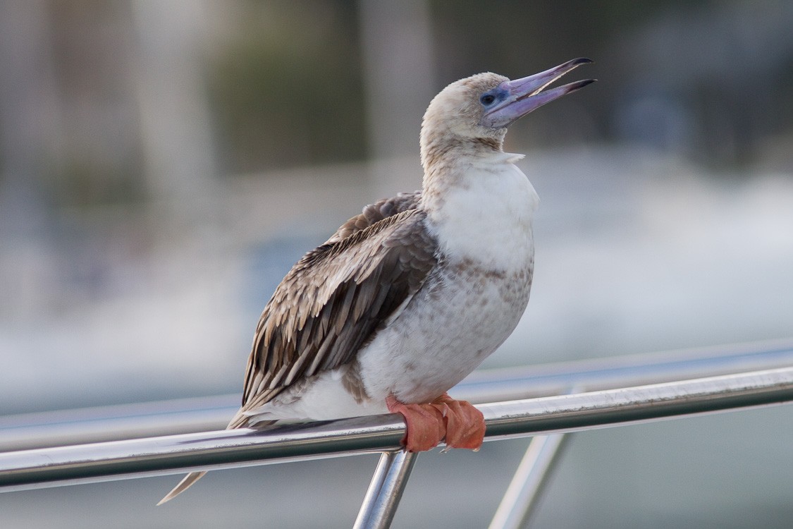 Red-footed Booby - Aleix Comas