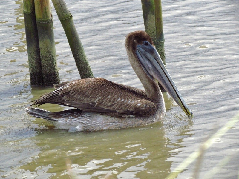 Brown Pelican - nigel lallsingh