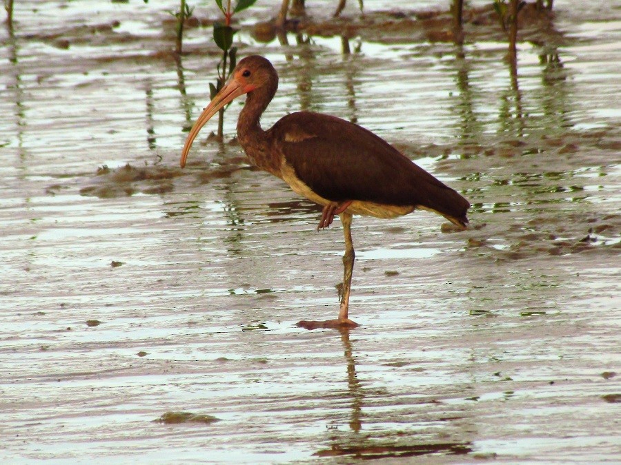 ibis rudý - ML205220071