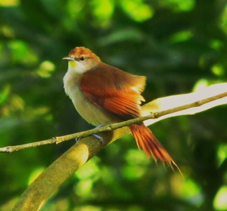 Yellow-chinned Spinetail - nigel lallsingh