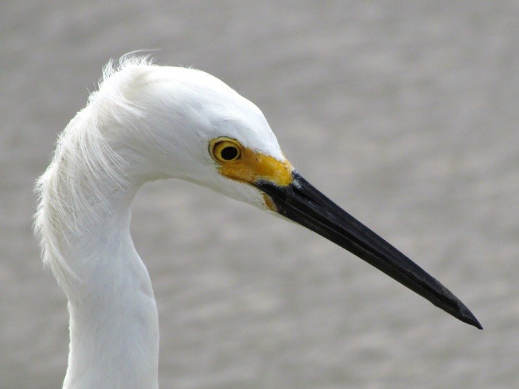 Snowy Egret - nigel lallsingh