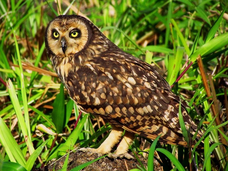 Short-eared Owl - nigel lallsingh