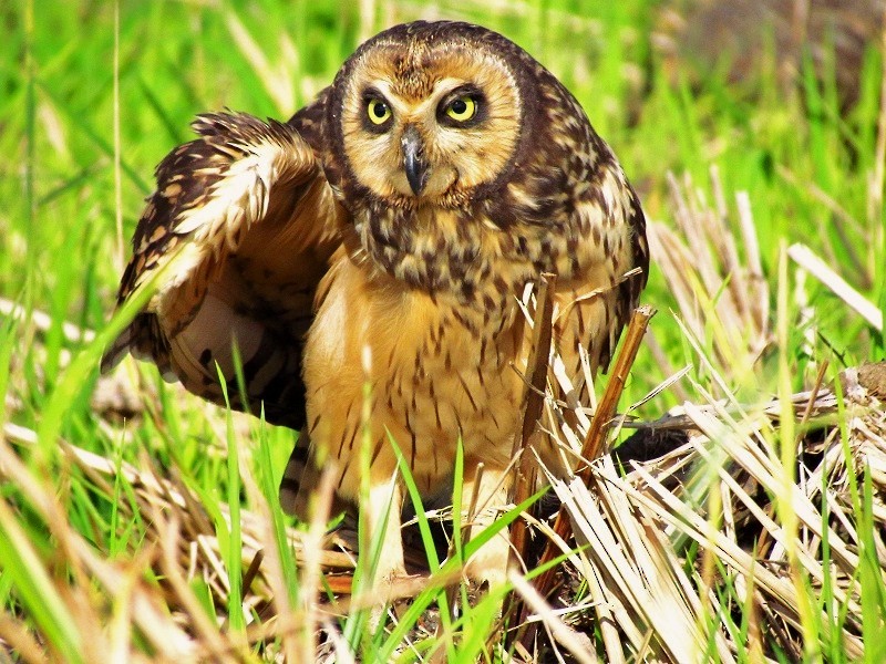 Short-eared Owl - ML205220301