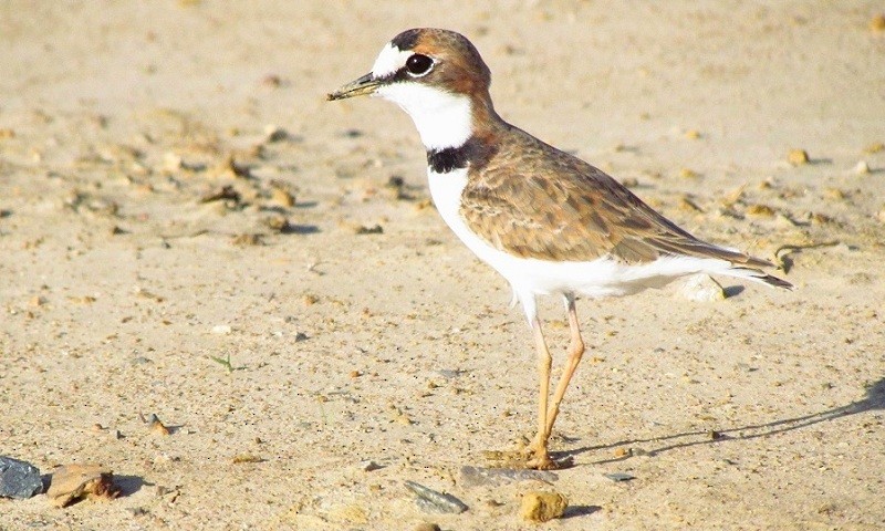 Collared Plover - ML205220371