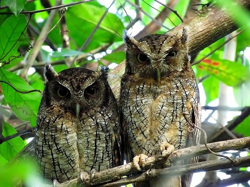 Tropical Screech-Owl - nigel lallsingh