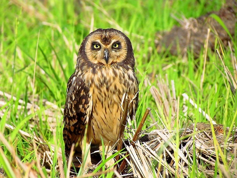 Short-eared Owl - ML205220401