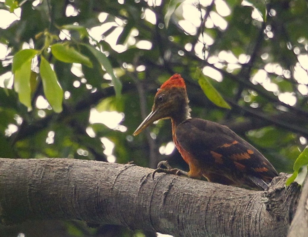 Orange-backed Woodpecker - ML205220571