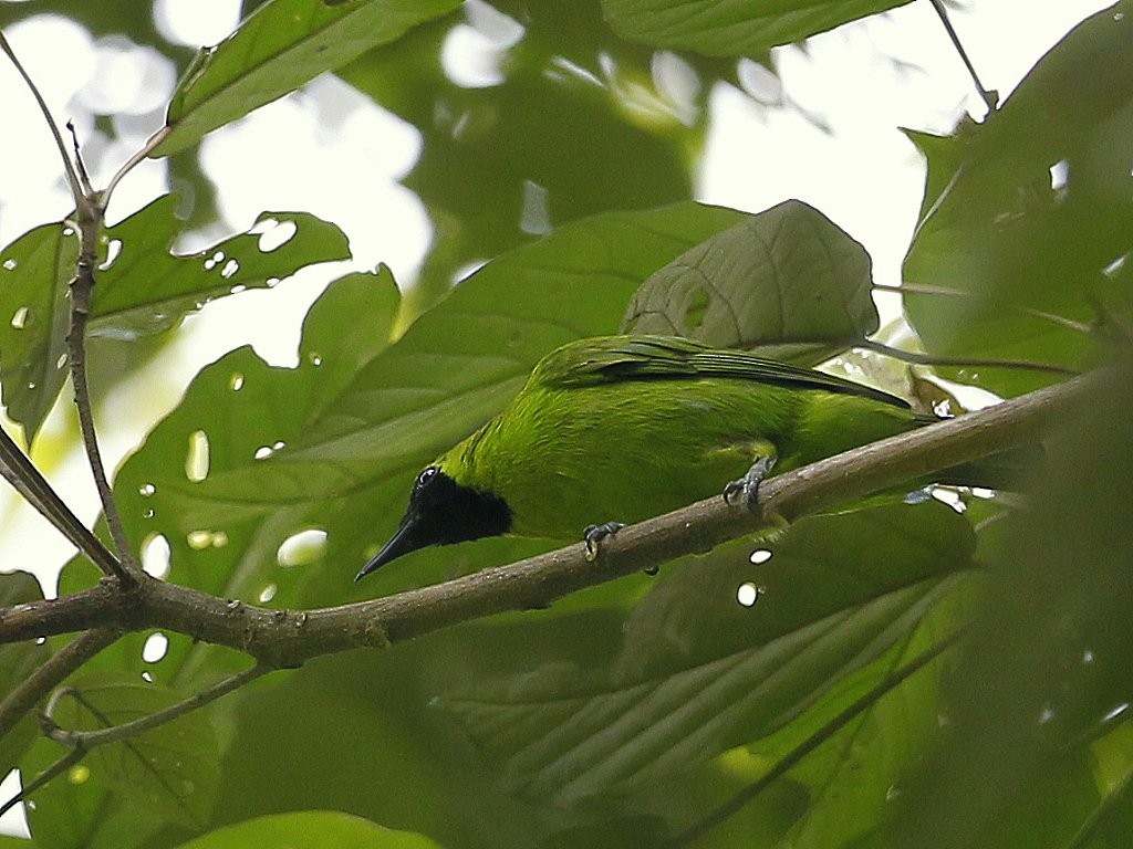 Greater Green Leafbird - Carmelo López Abad