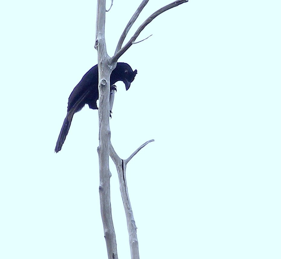Black Magpie (Bornean) - ML205220711