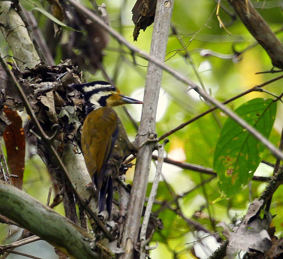 Olive-backed Woodpecker - Carmelo López Abad
