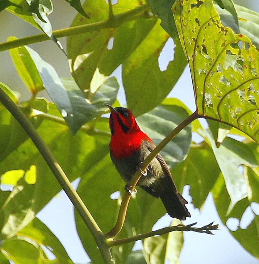 Crimson Sunbird (Crimson) - ML205220791