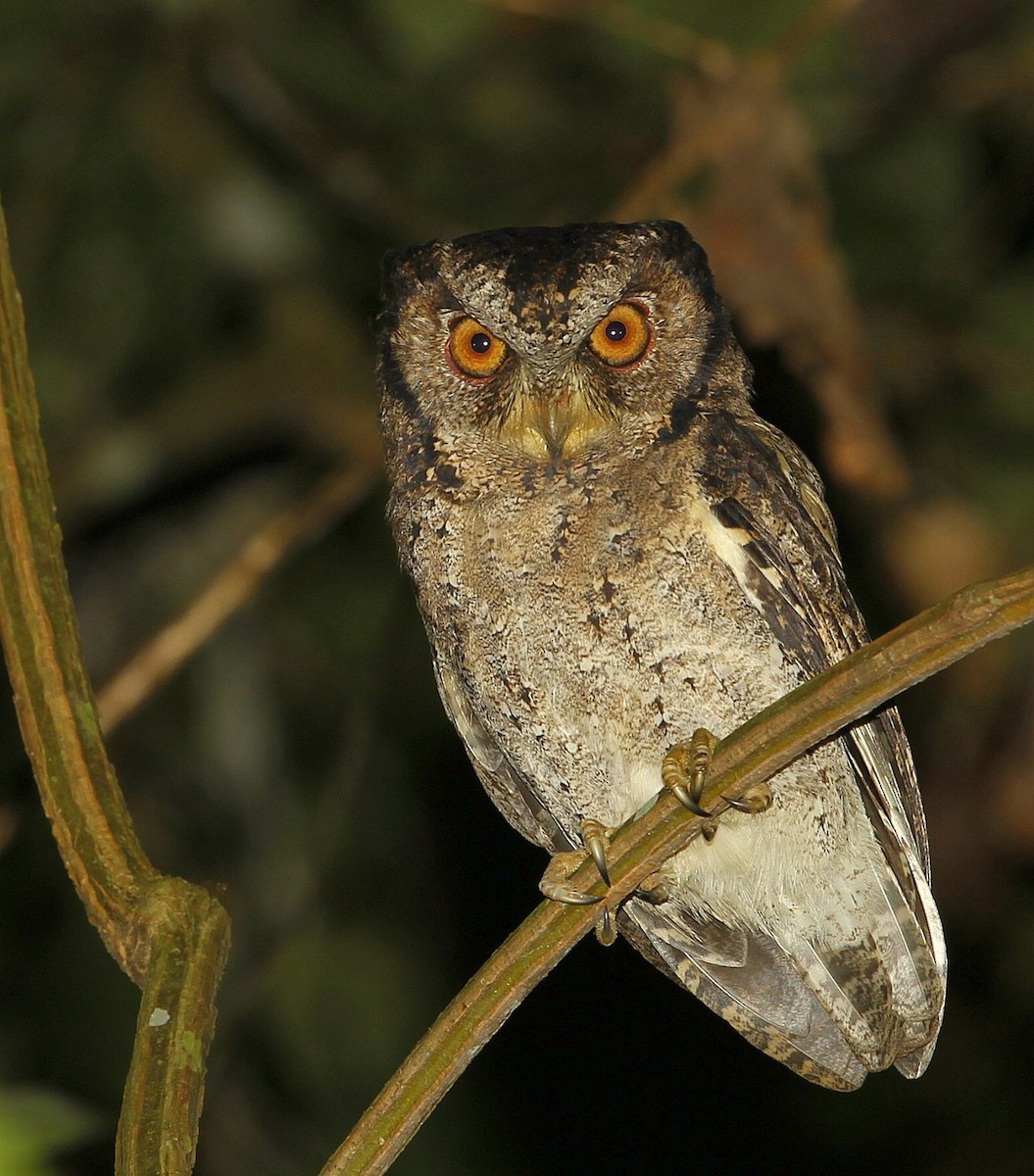 Sunda Scops-Owl - ML205220811