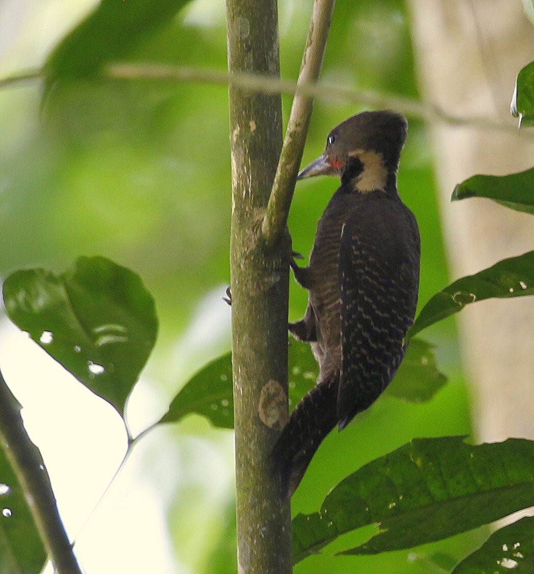 Buff-necked Woodpecker - ML205220911