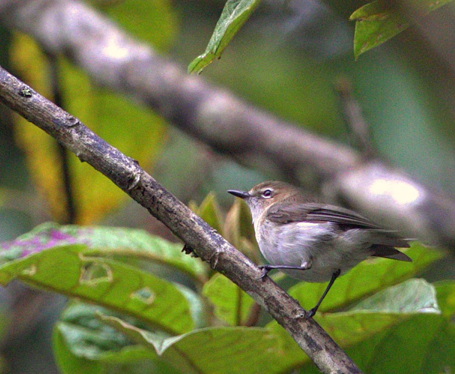 Brown-breasted Gerygone - Carmelo López Abad