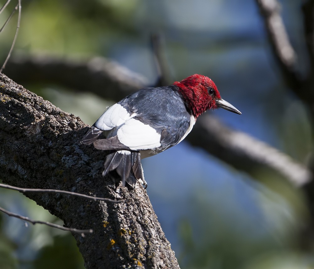 Red-headed Woodpecker - Dave Rintoul