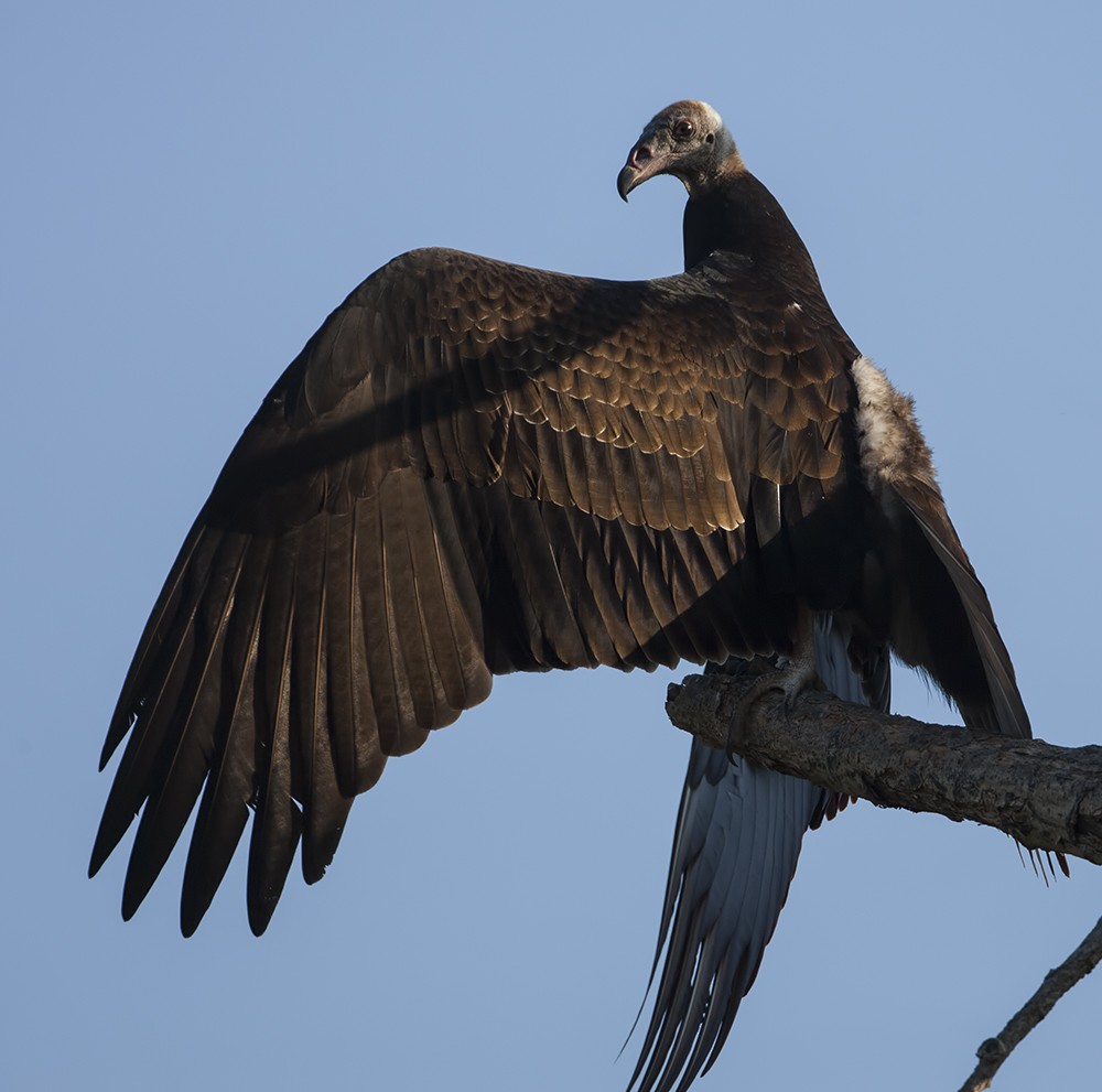 Turkey Vulture - ML205221211